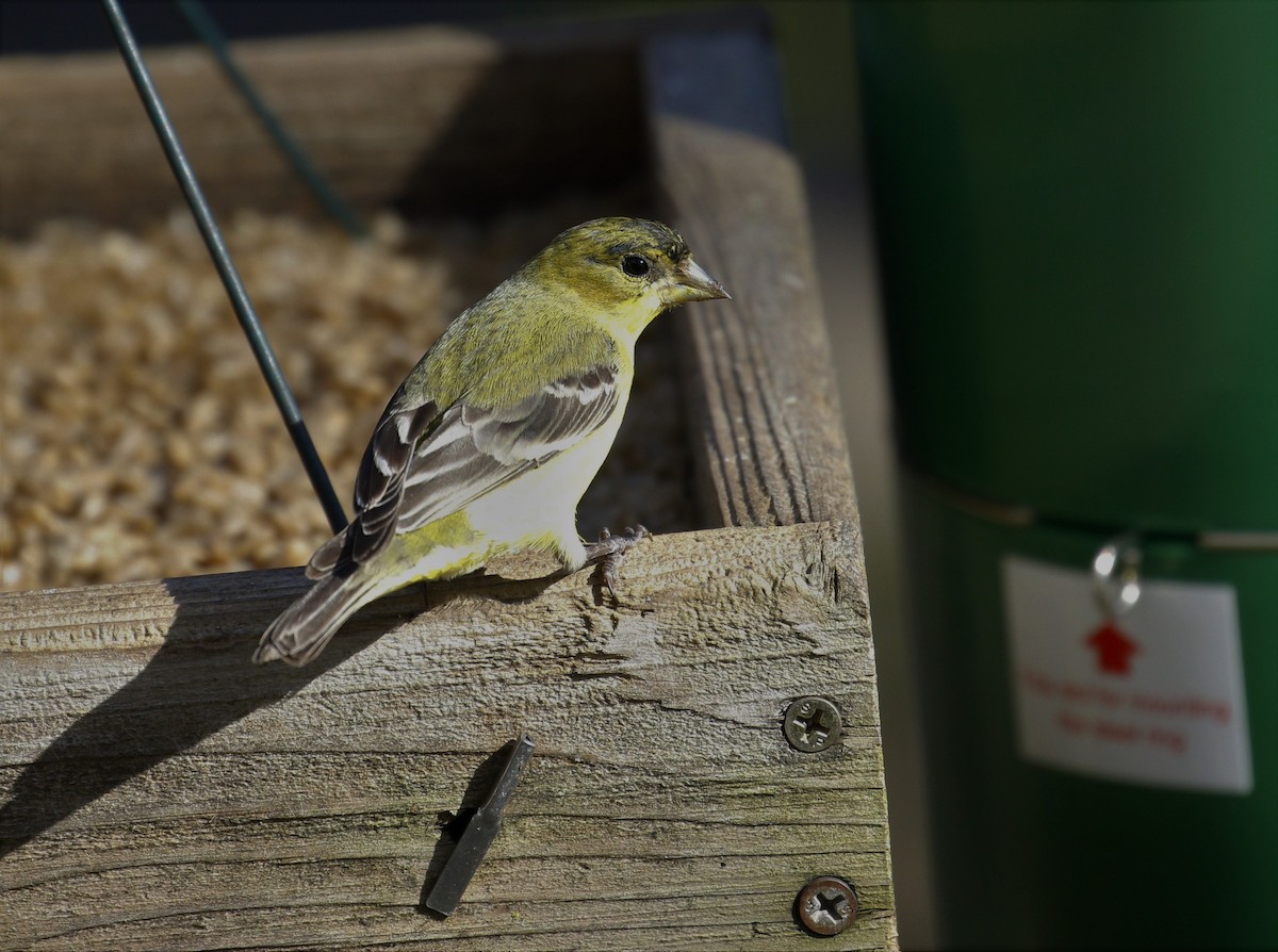 Lesser Goldfinch - ML319576931