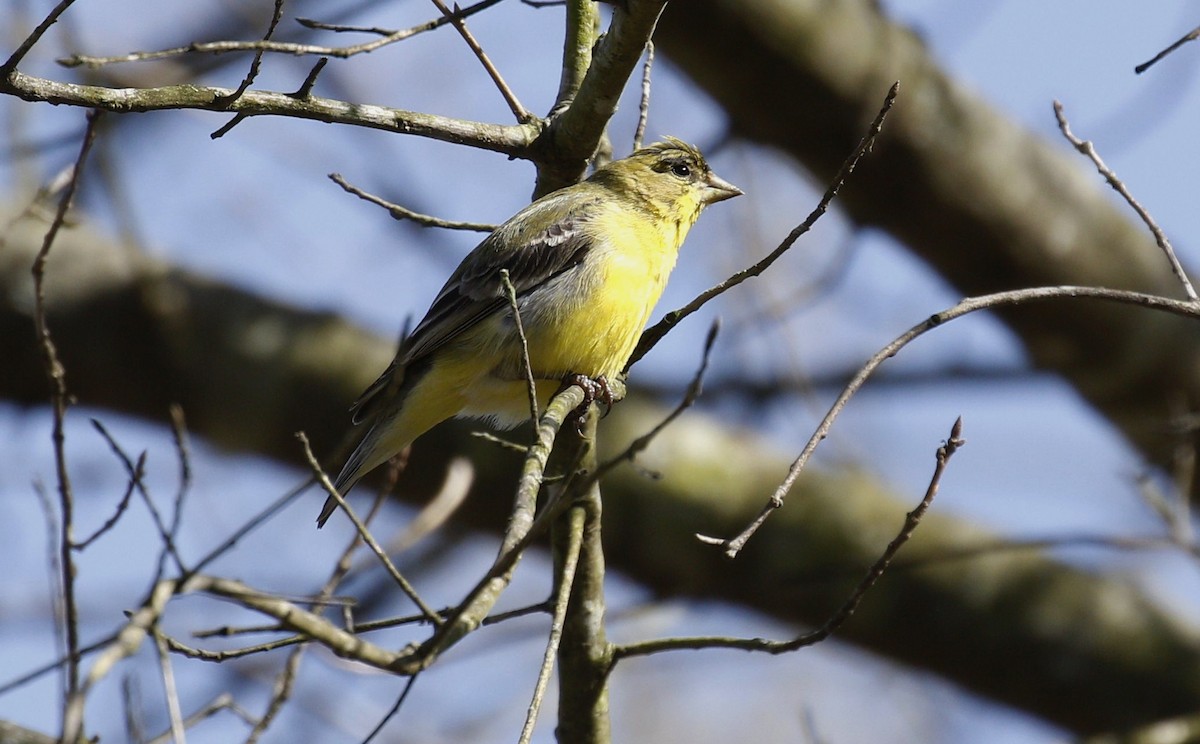 Lesser Goldfinch - Lance Runion 🦤