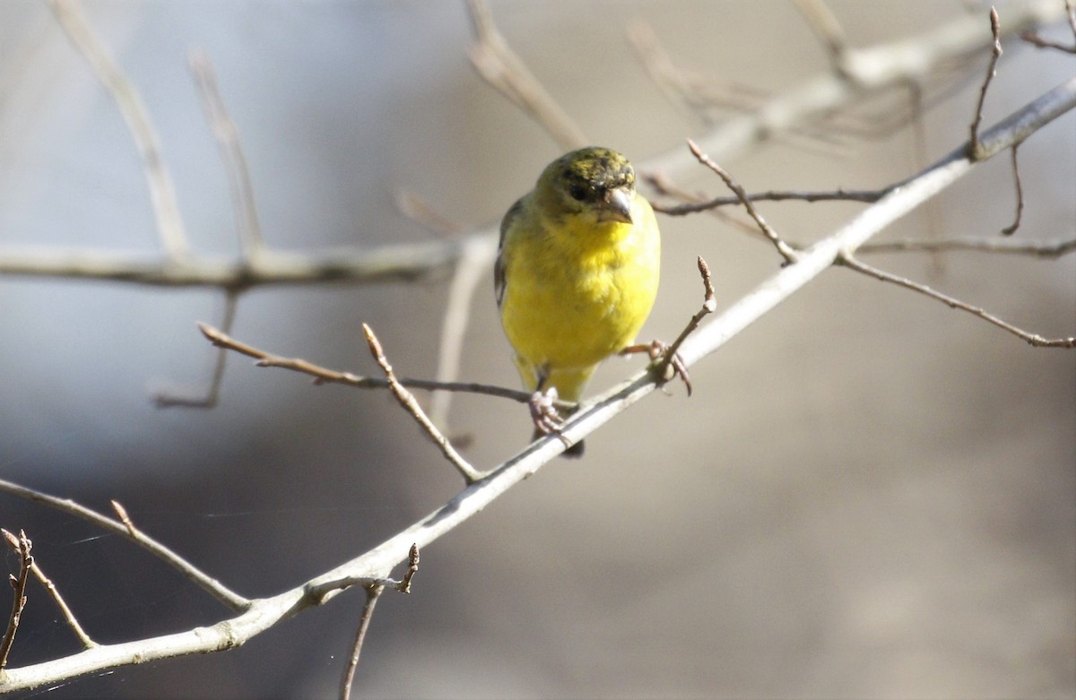 Lesser Goldfinch - ML319577071