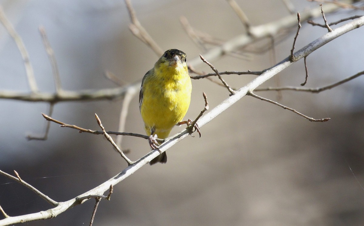 Lesser Goldfinch - ML319577081