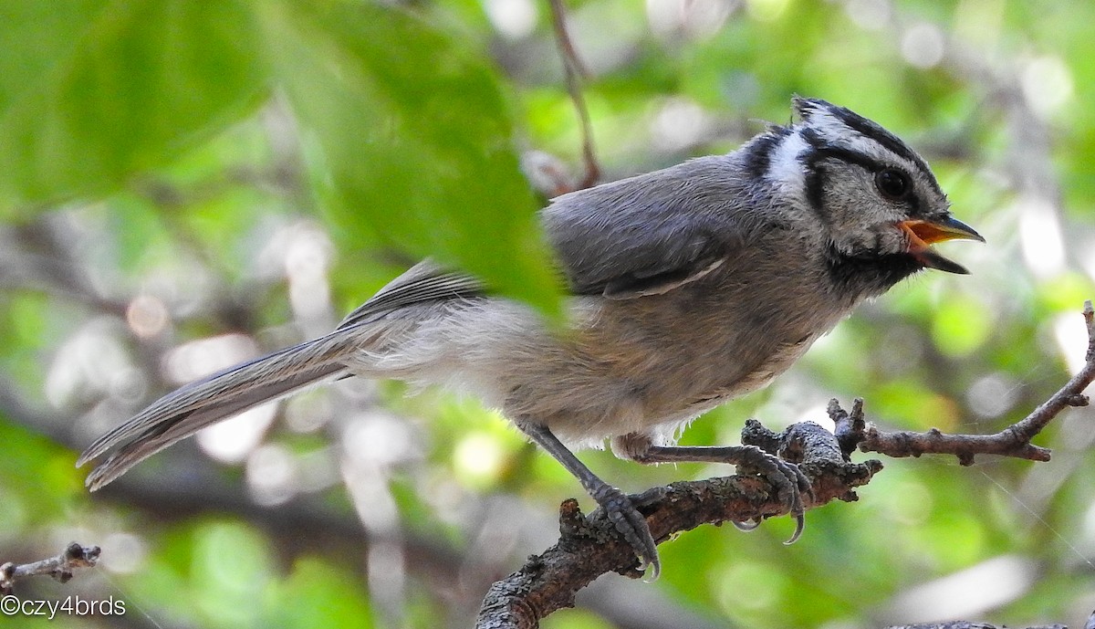 Bridled Titmouse - ML31957901