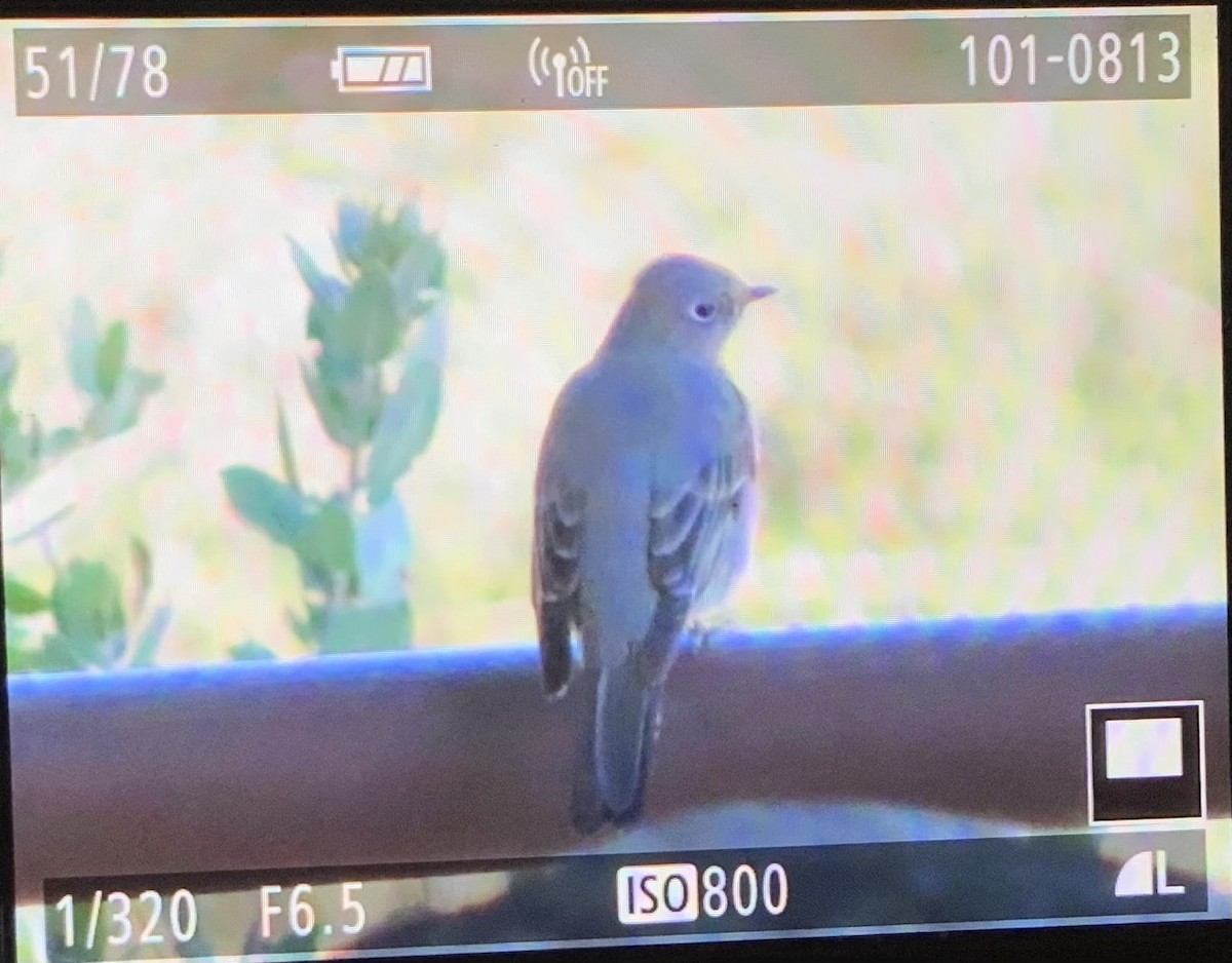 Townsend's Solitaire - ML319579631