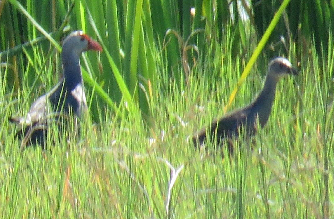 Gray-headed Swamphen - ML319580301