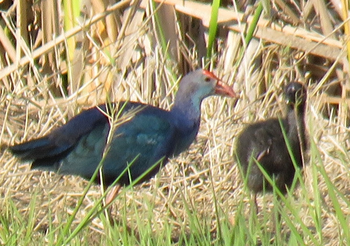 Gray-headed Swamphen - ML319580311