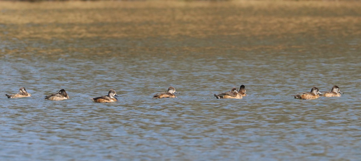 Ring-necked Duck - Drew Chaney