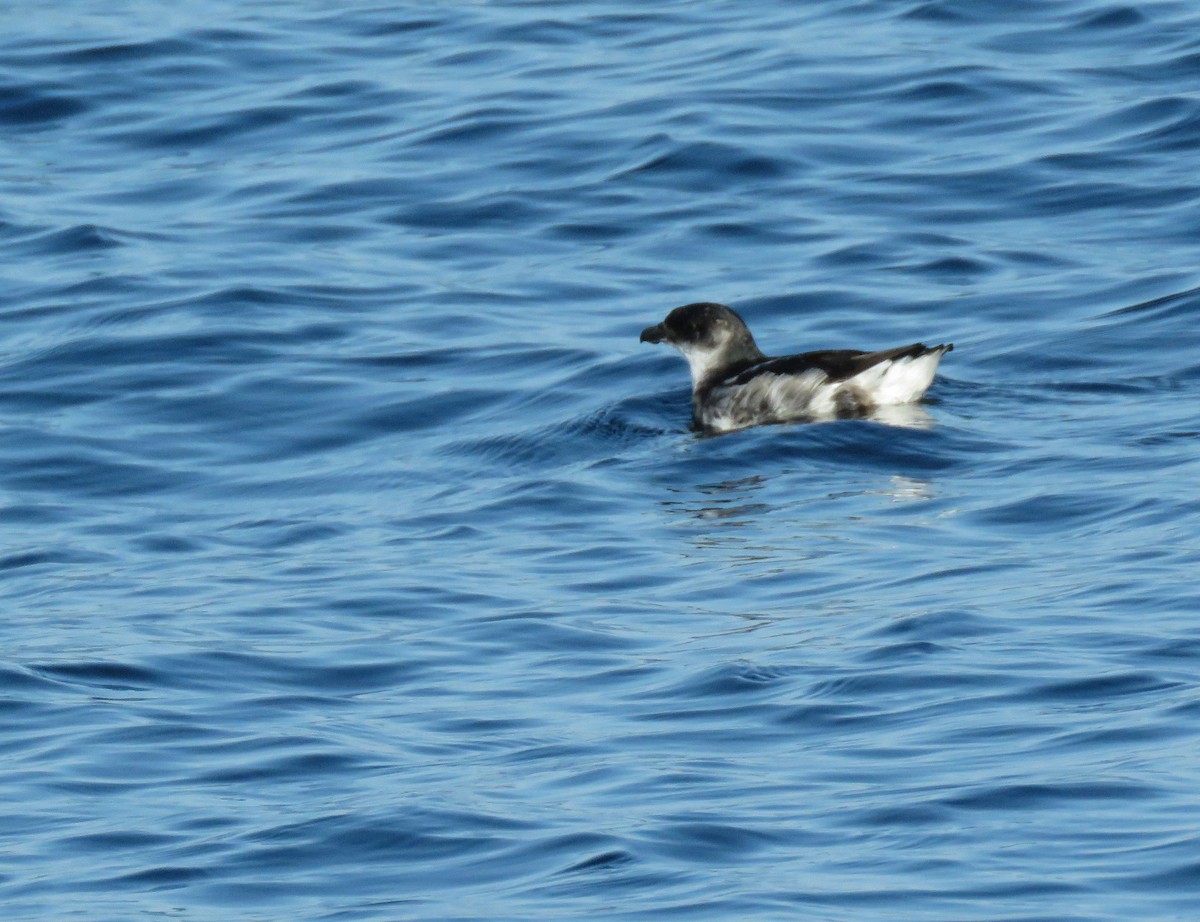 Peru-Lummensturmvogel - ML319583551