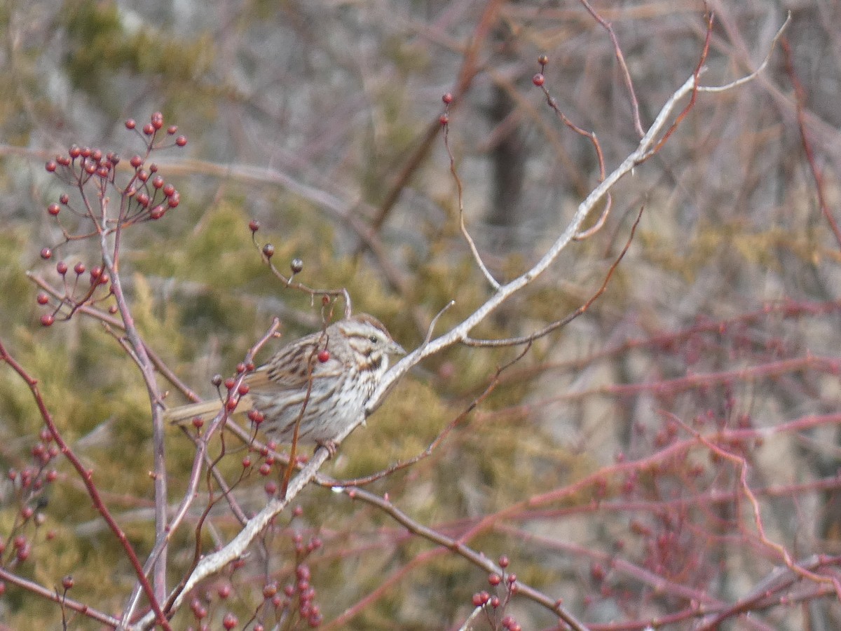 Song Sparrow - Cory Ross