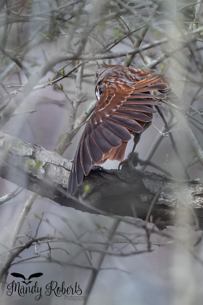 Fox Sparrow - ML319584571