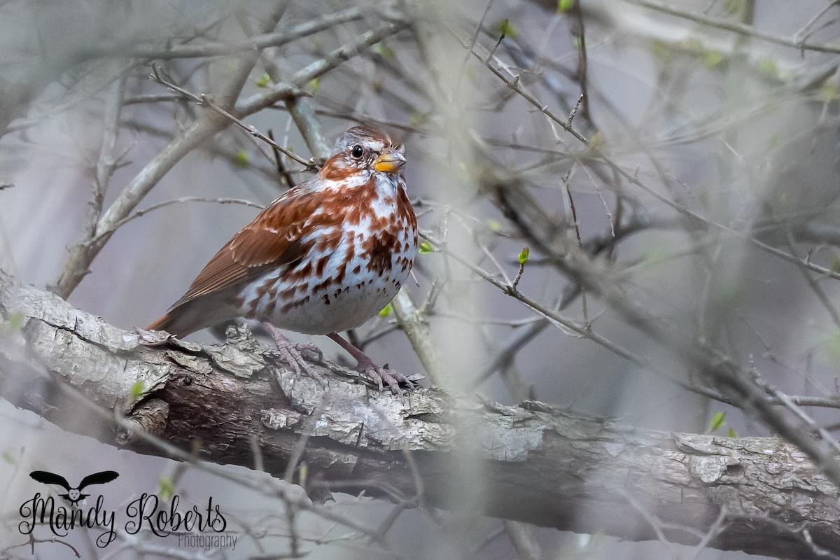 Fox Sparrow - ML319584581