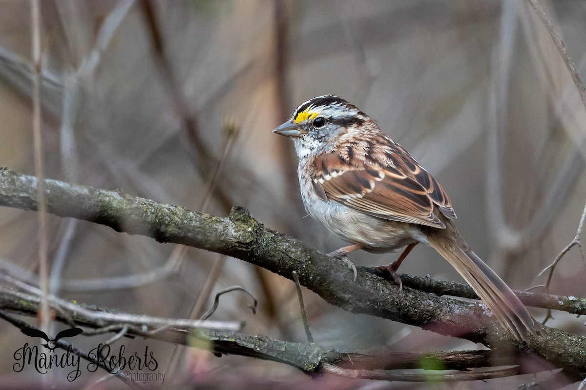 White-throated Sparrow - ML319584891