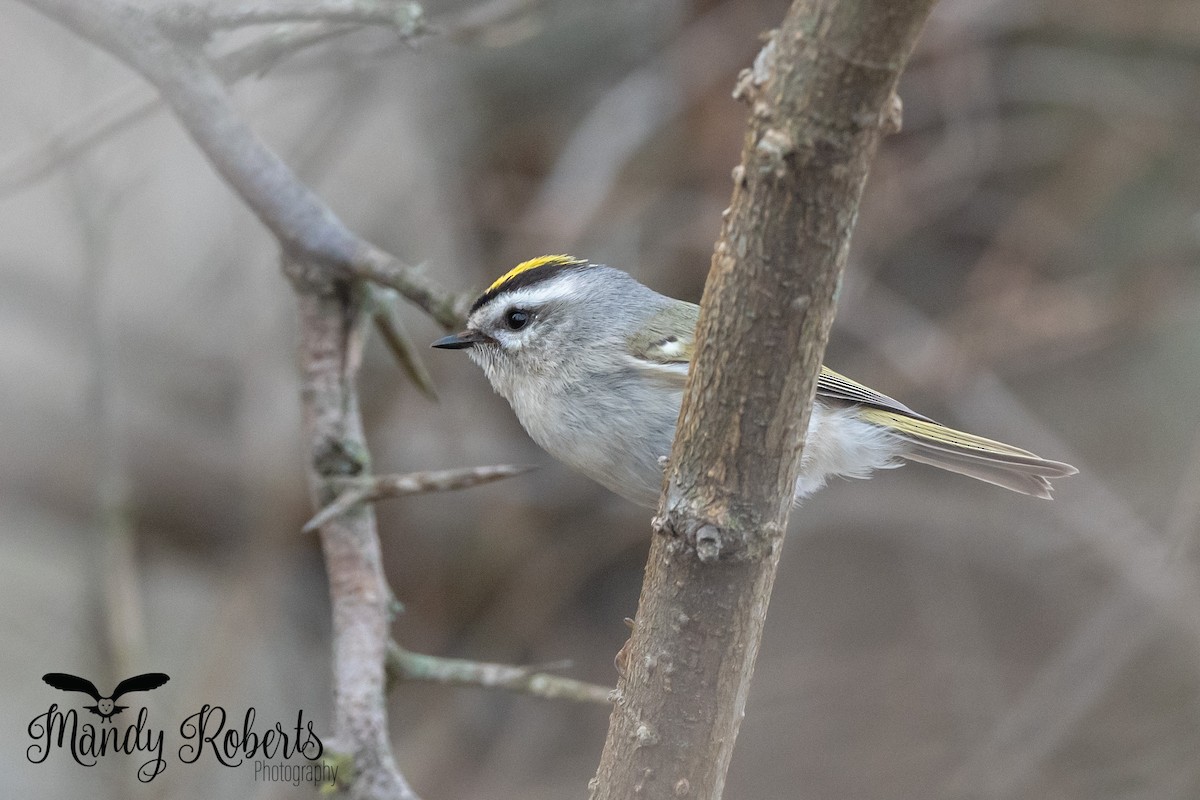 Roitelet à couronne dorée - ML319584961