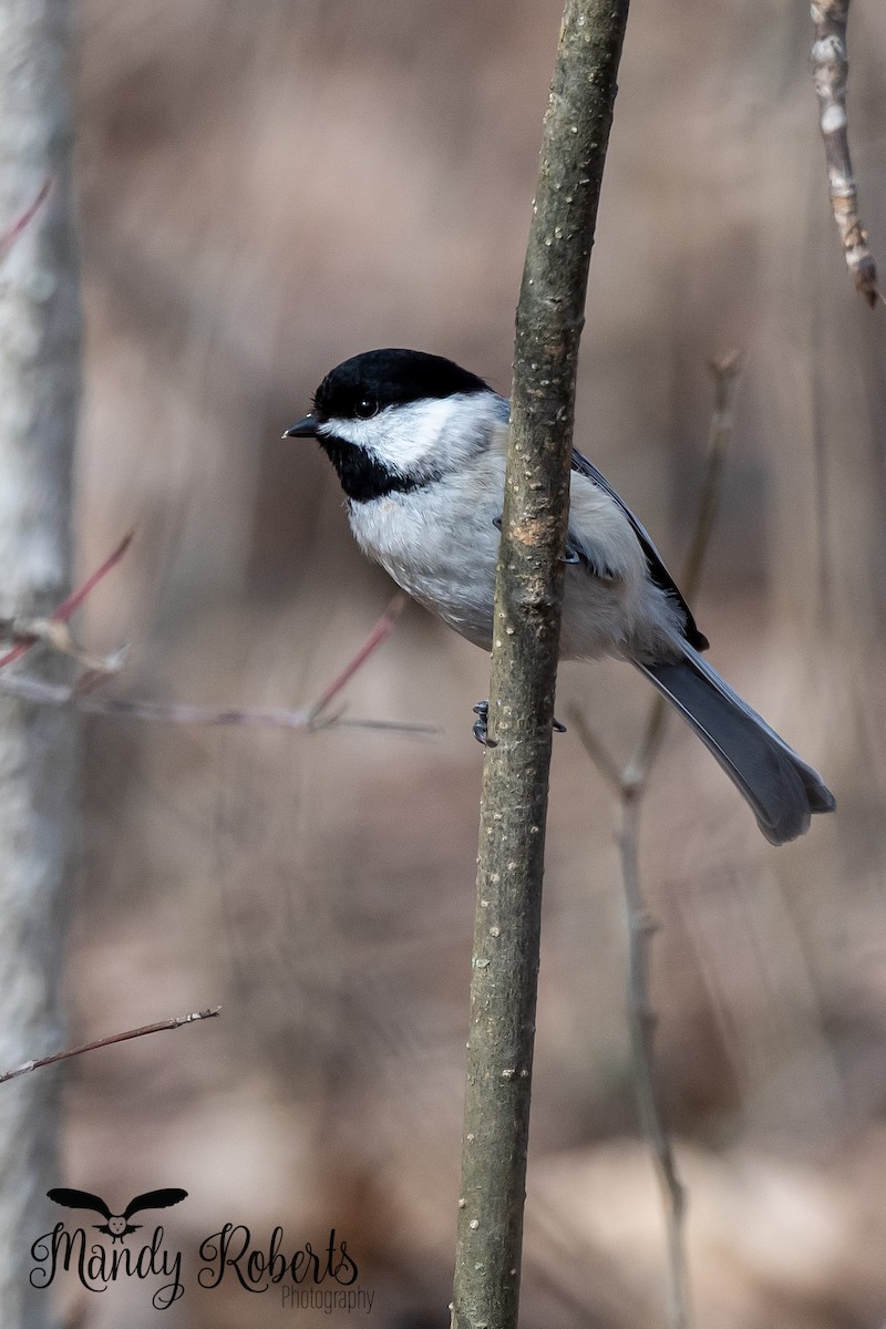 Carolina Chickadee - ML319585051