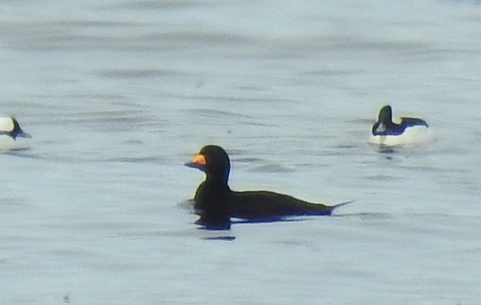 Black Scoter - ML319585101