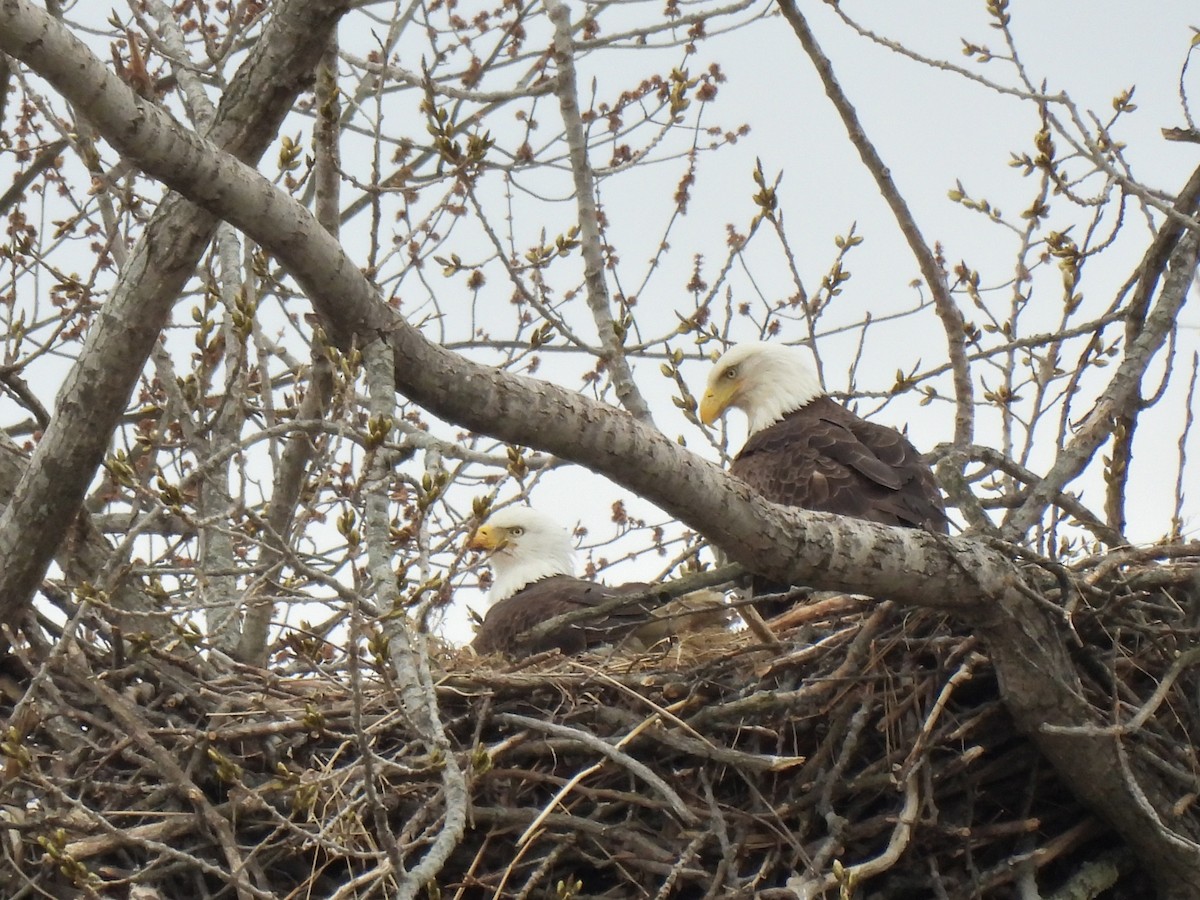 Bald Eagle - ML319585271