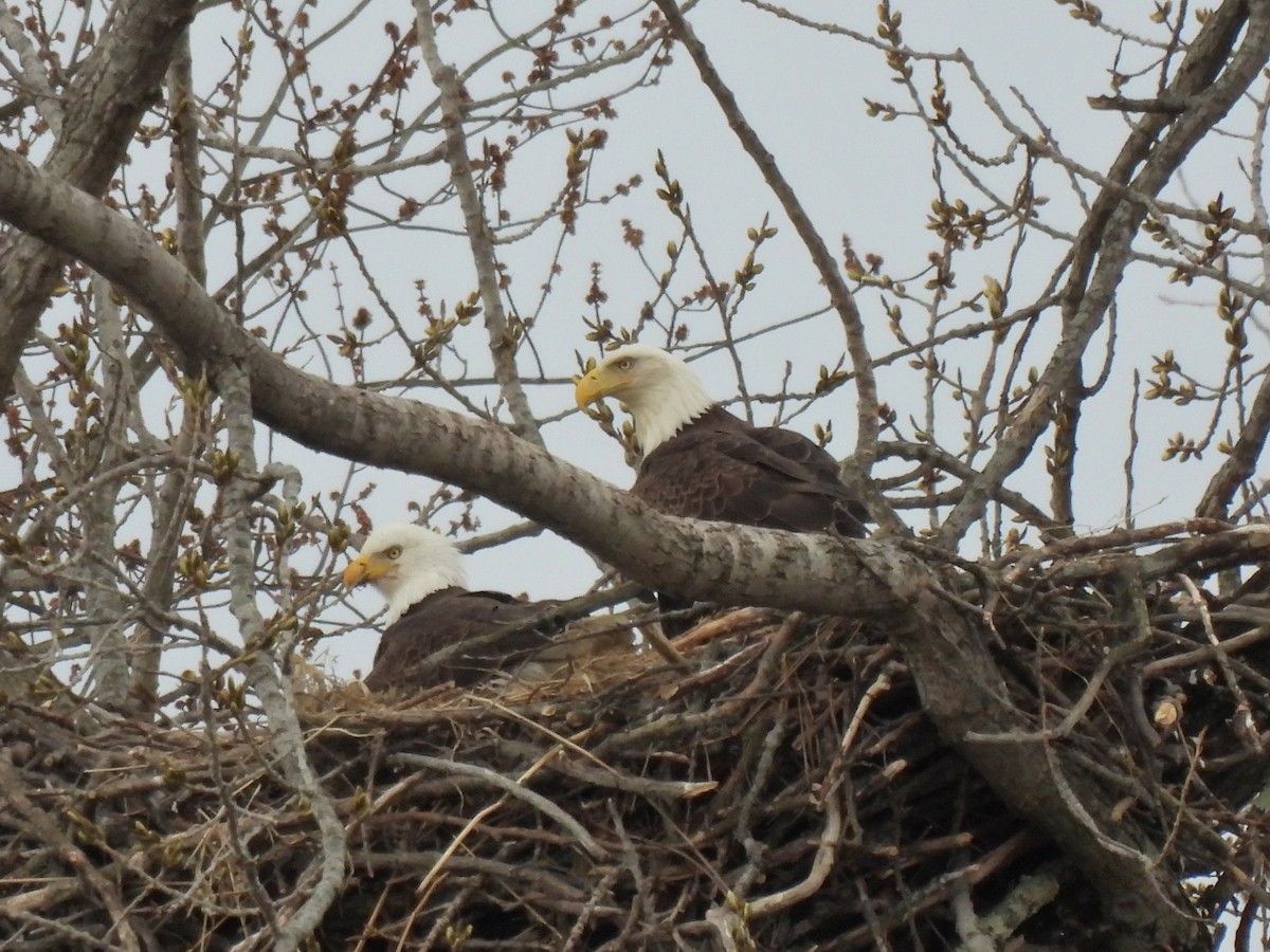 Bald Eagle - ML319585281