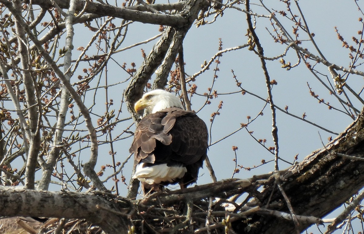 Bald Eagle - Daniel King