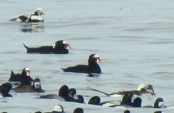 Long-tailed Duck - ML319585321