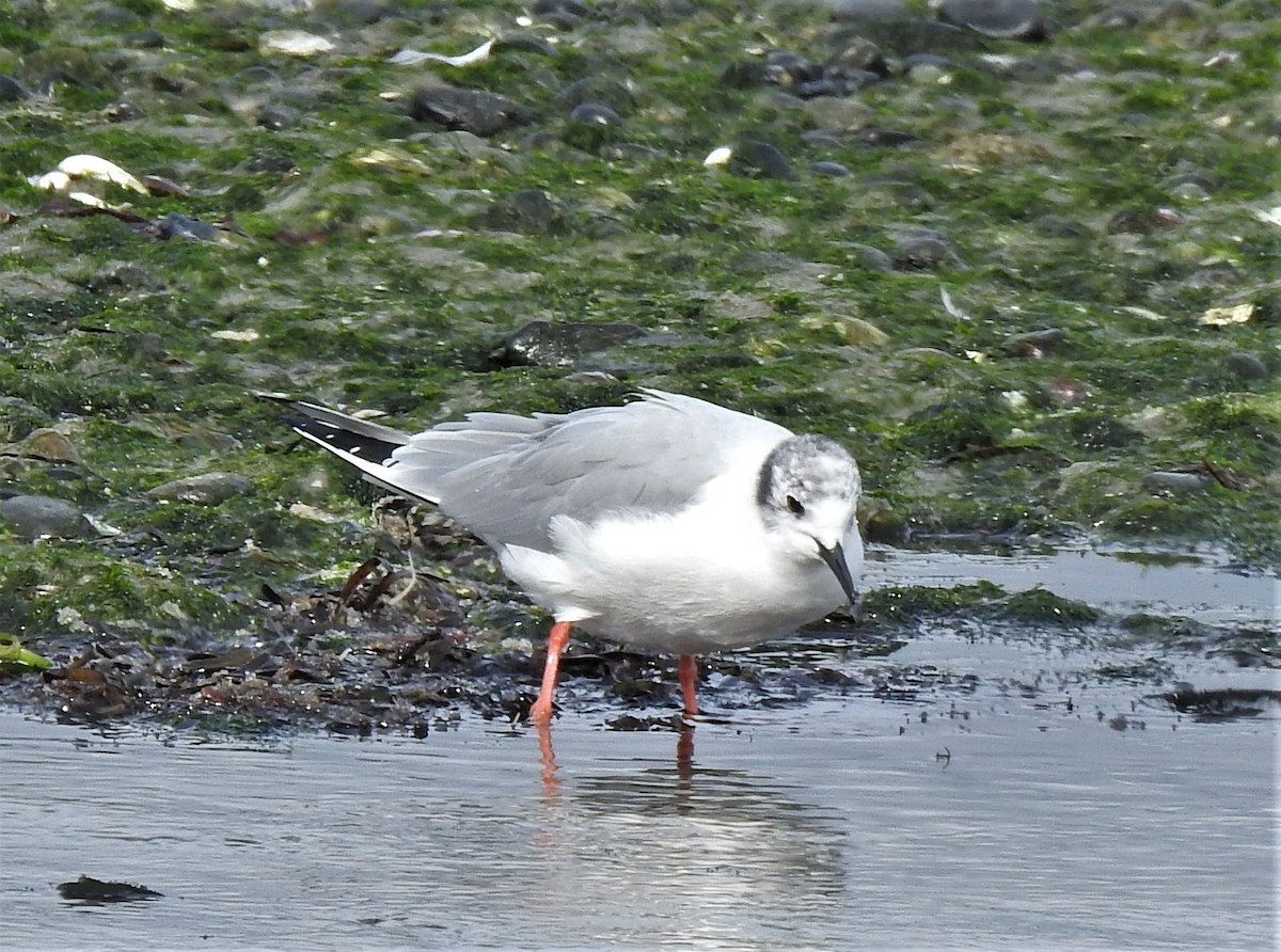 Gaviota de Bonaparte - ML319585371