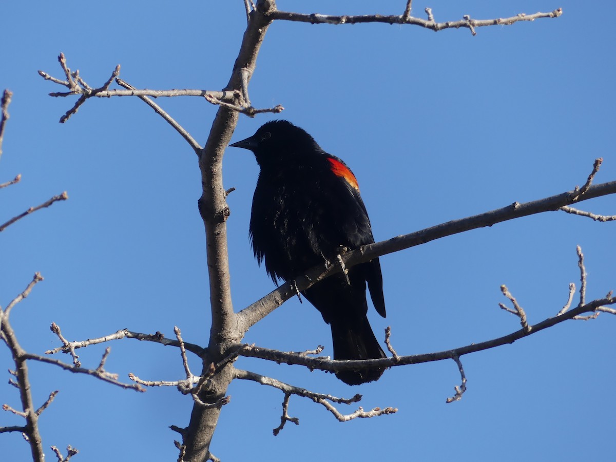 Red-winged Blackbird - ML319587581