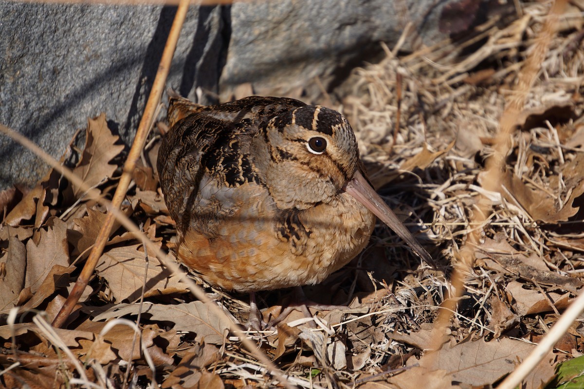 American Woodcock - ML319589911