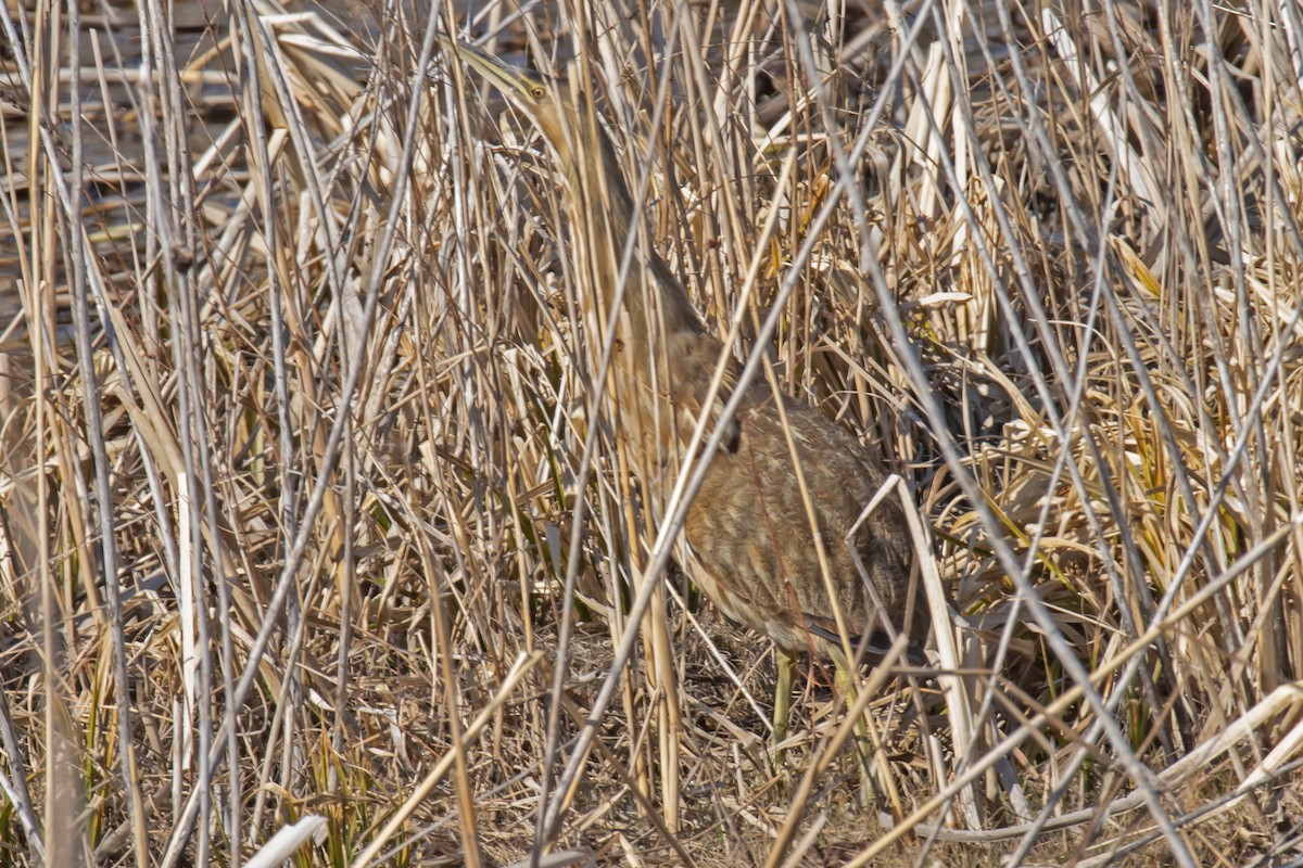 American Bittern - ML319590301