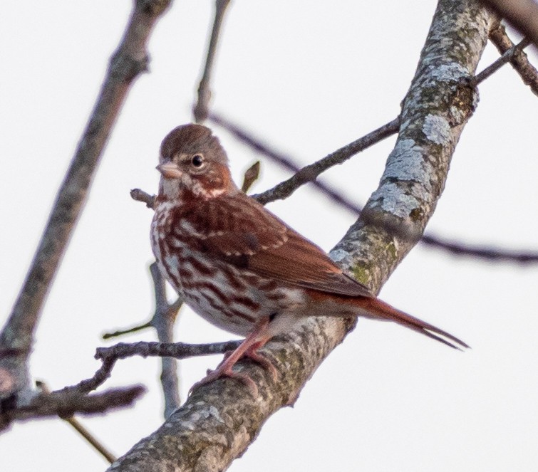 Fox Sparrow - ML319591211