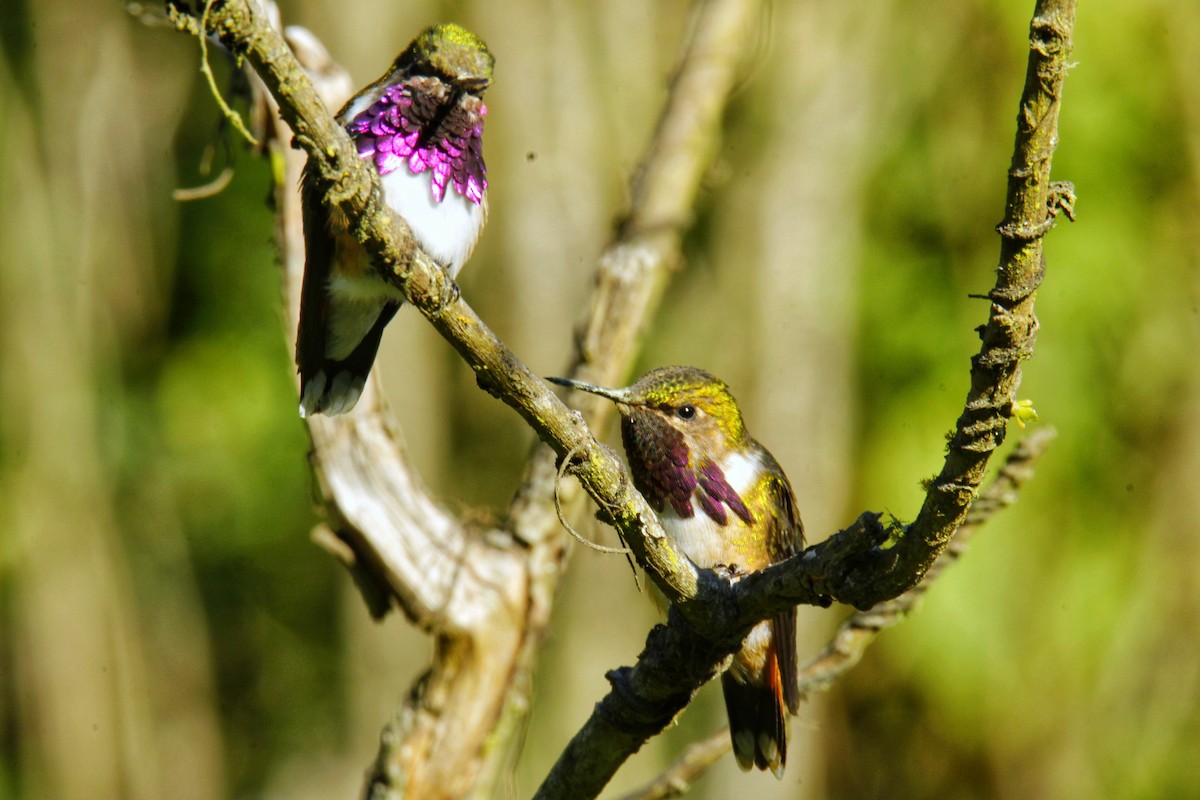 Bumblebee Hummingbird - ML319591451