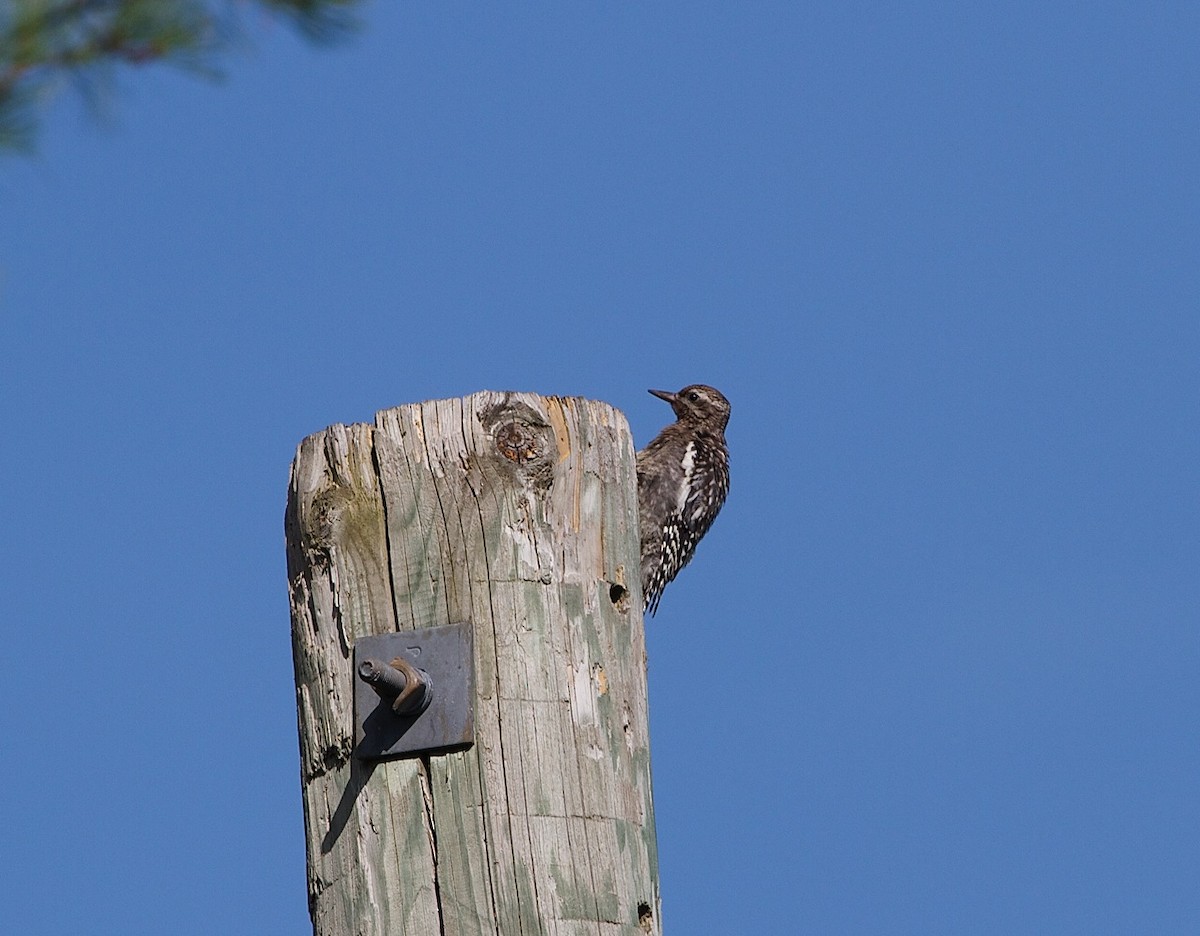 Yellow-bellied Sapsucker - ML31959191