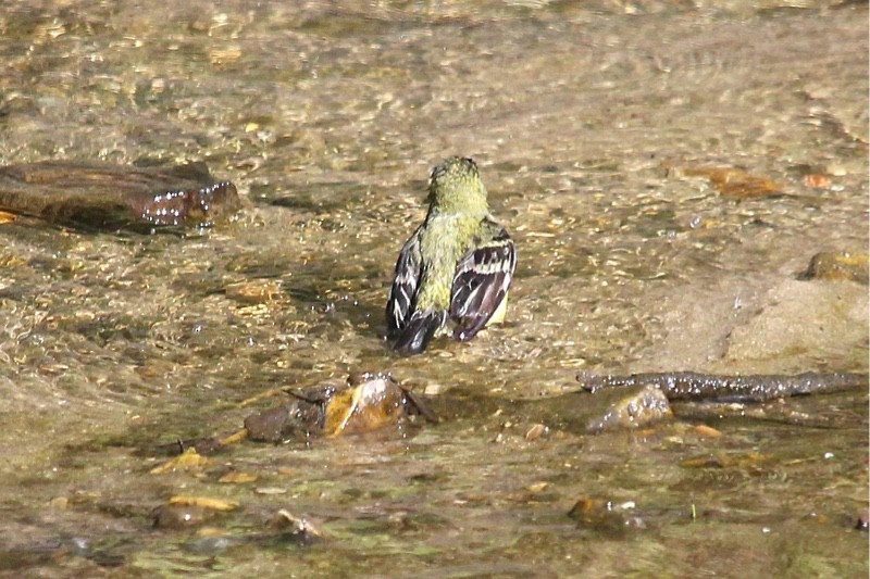 Lesser Goldfinch - ML319596281