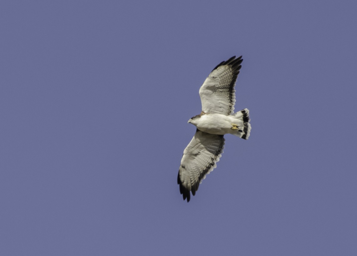 Variable Hawk - ML319598081