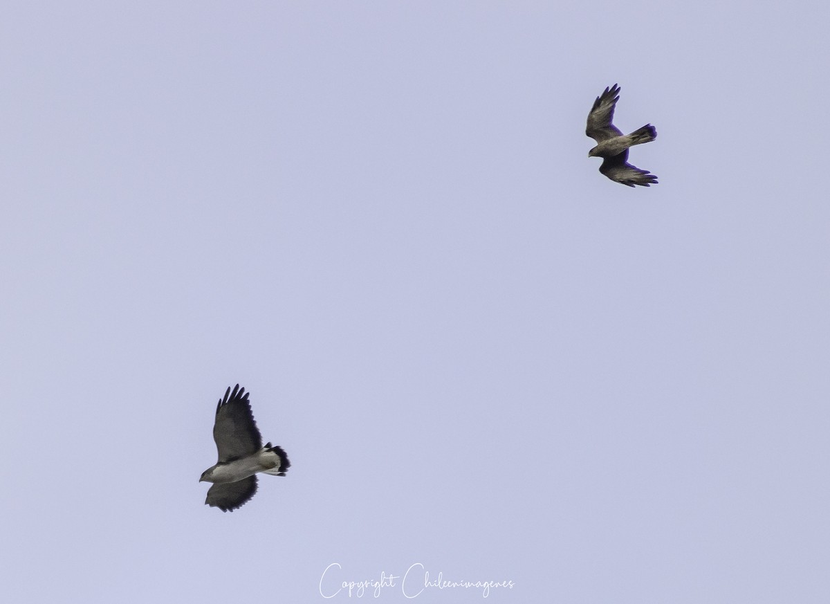 Chimango Caracara - ML319598091