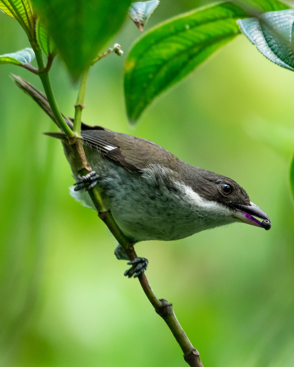 Puerto Rican Tanager - Ricardo Sánchez