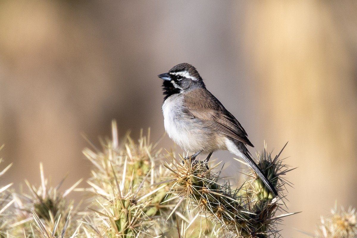 Black-throated Sparrow - ML319603001