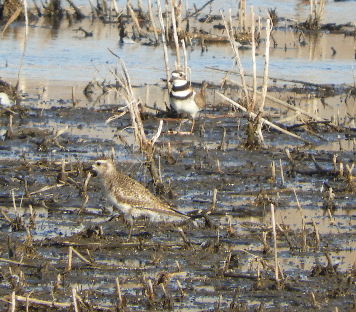 American Golden-Plover - ML319603241