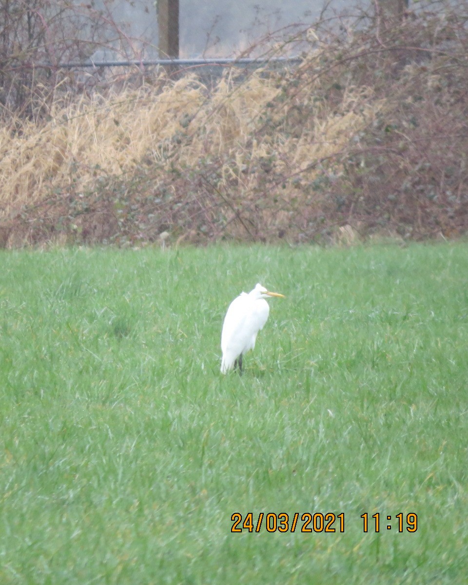 Great Egret - ML319610911