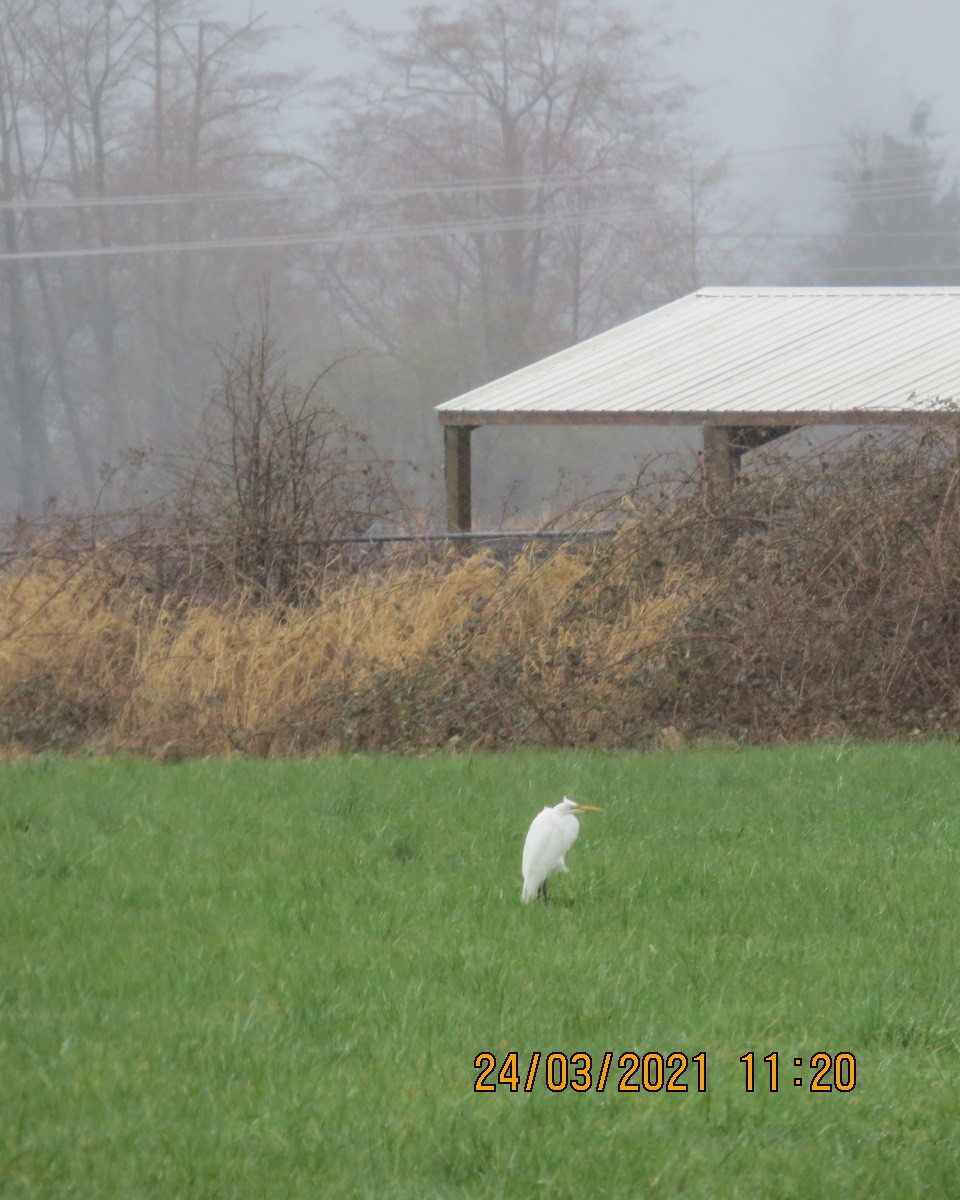 Great Egret - ML319610921