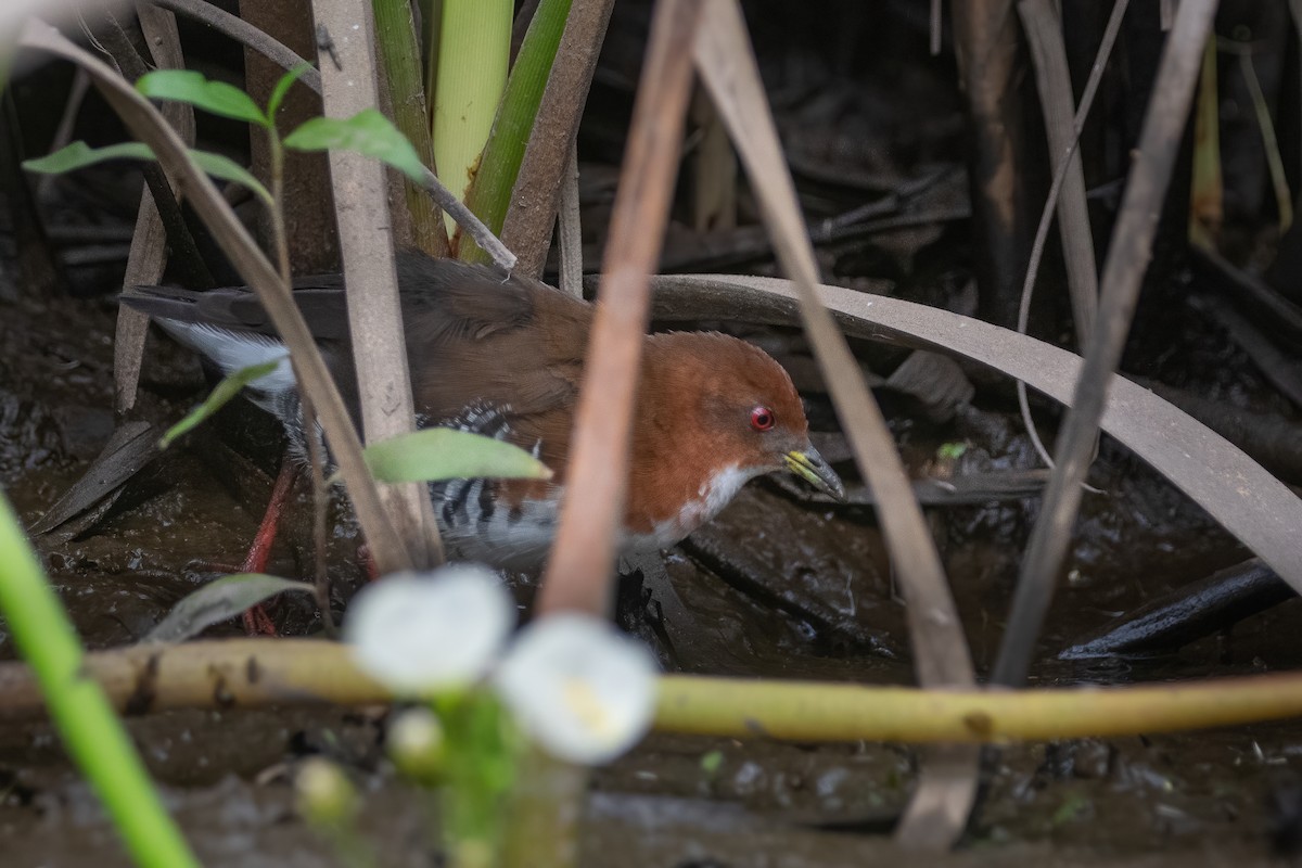 Red-and-white Crake - Pablo Re