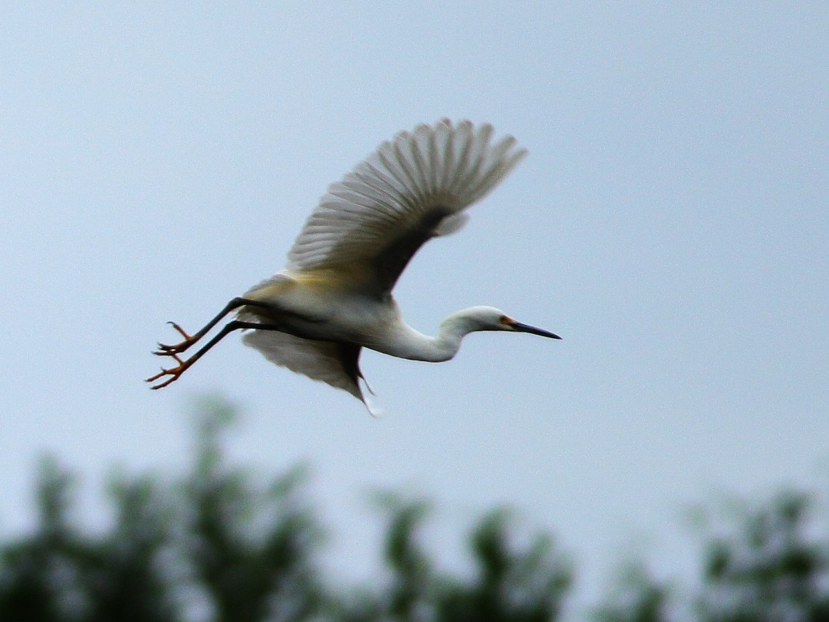 Snowy Egret - ML31961331