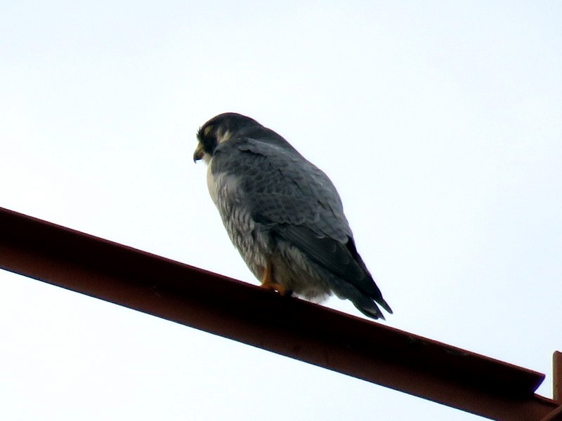 Peregrine Falcon - Juan Muñoz de Toro