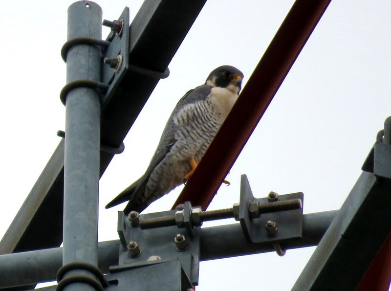 Peregrine Falcon - ML319614471