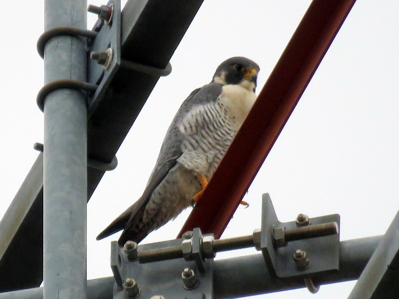 Peregrine Falcon - ML319614481