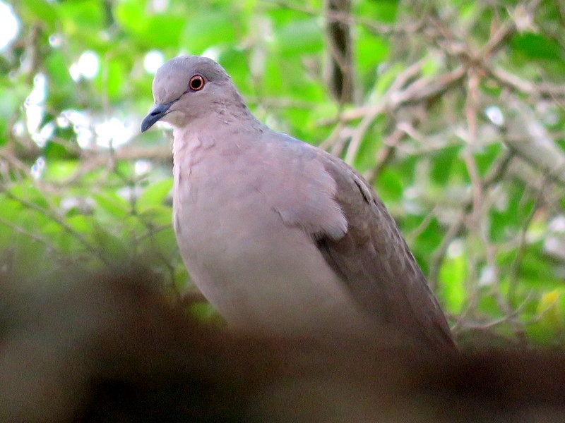 White-tipped Dove - ML319614681