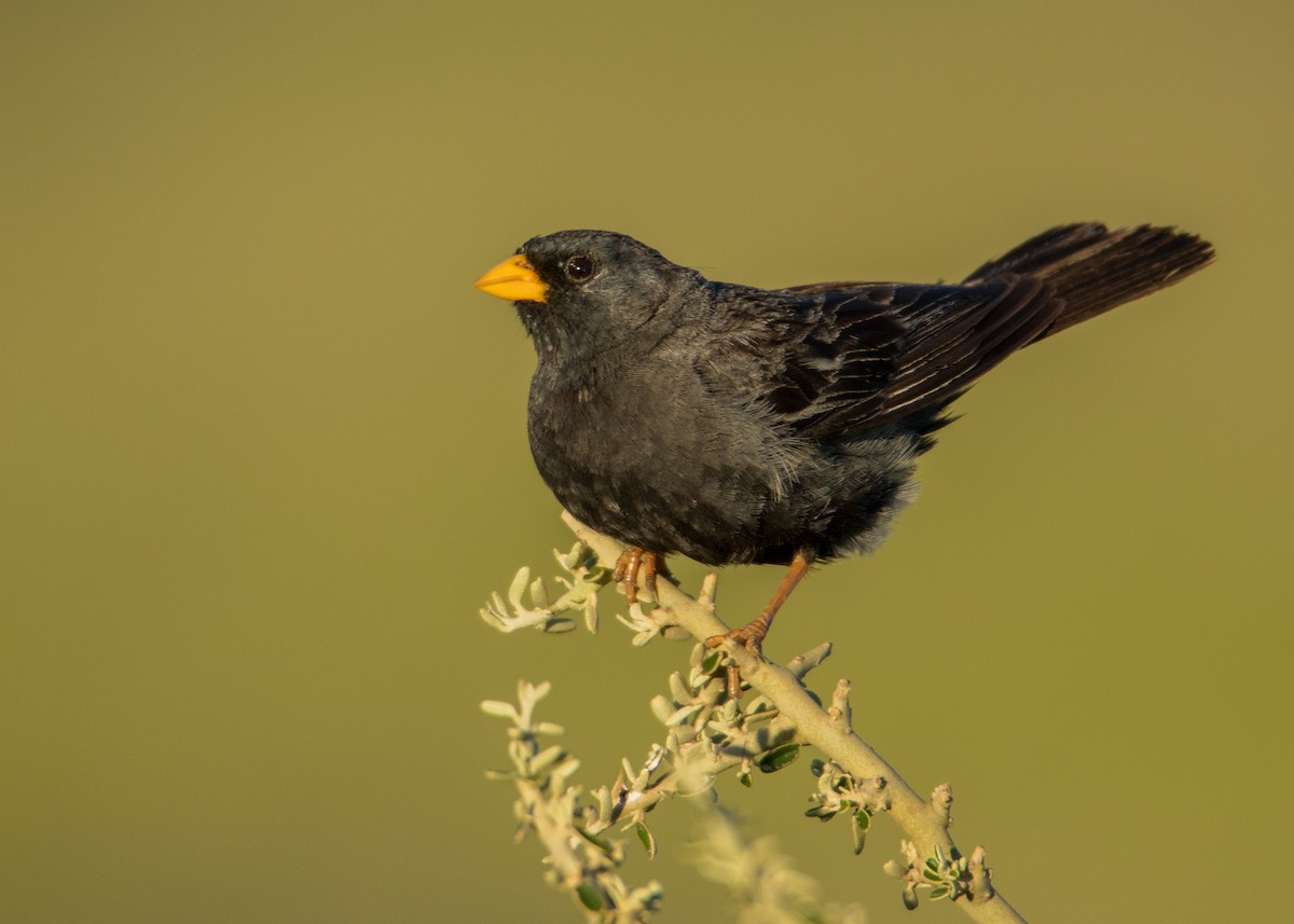 Carbonated Sierra Finch - ML319614791