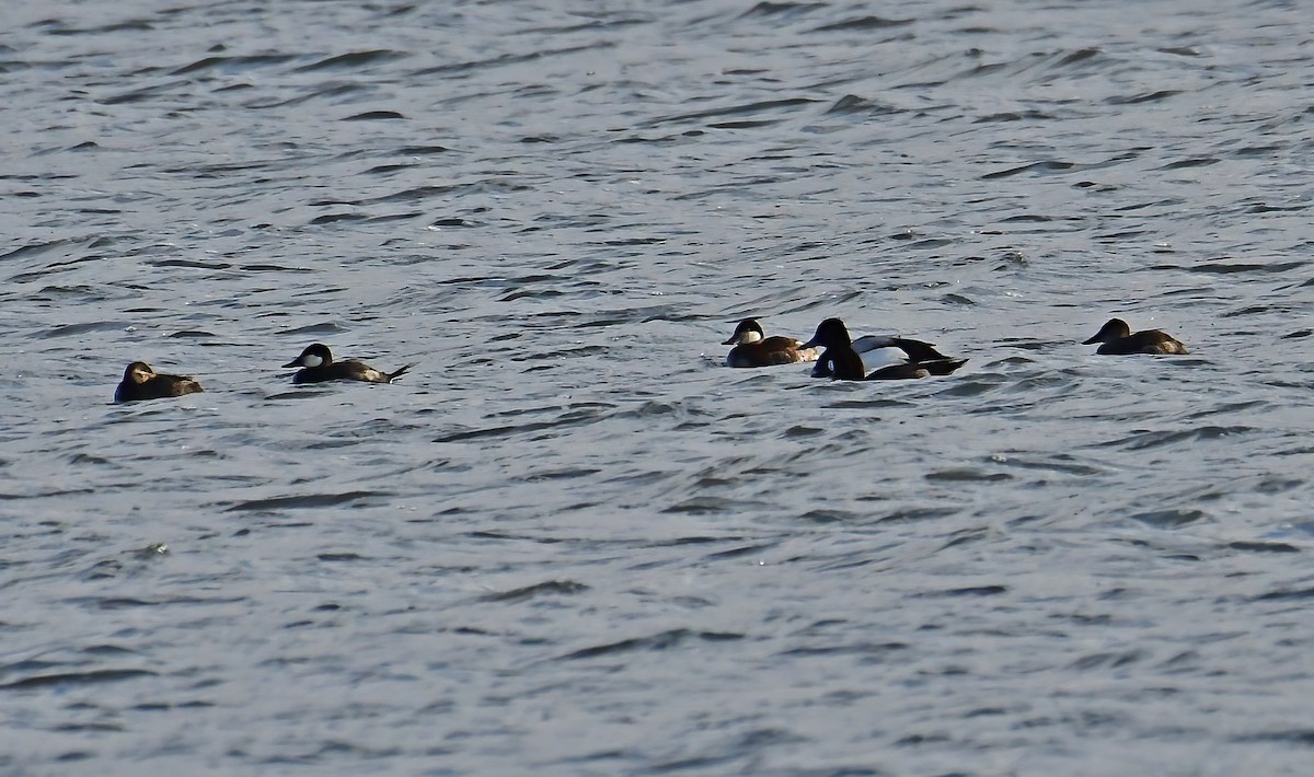 Ruddy Duck - ML319614961