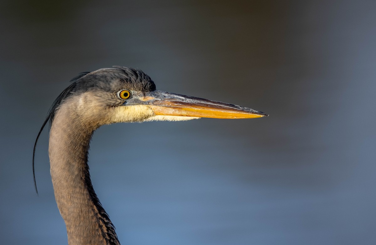 Great Blue Heron - ML319615011