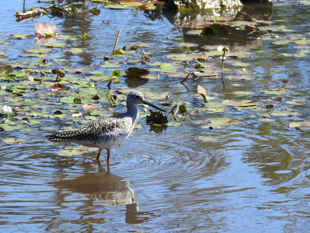 Greater Yellowlegs - ML319615371