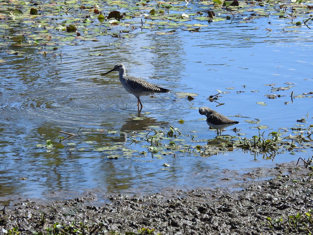 eremittsnipe - ML319615891