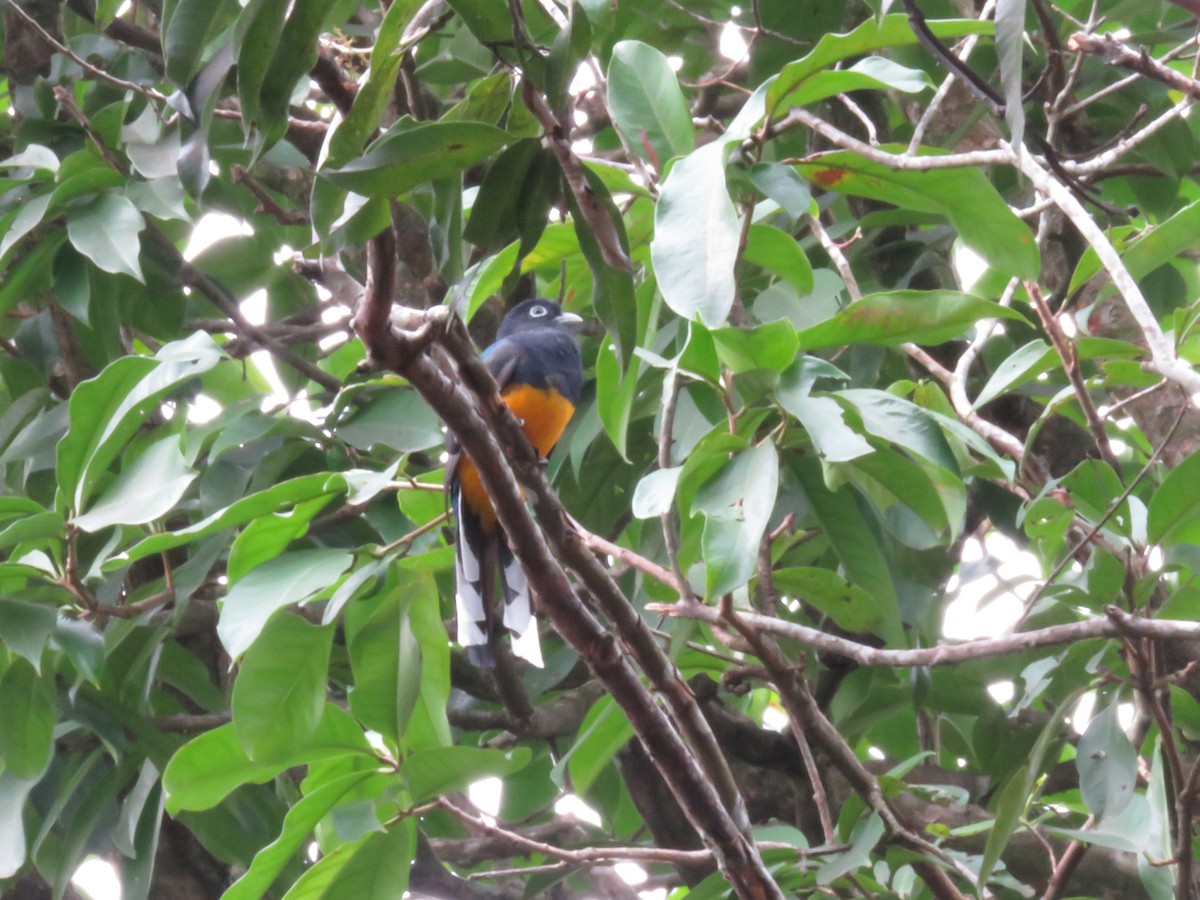 Trogon à queue blanche - ML319617111