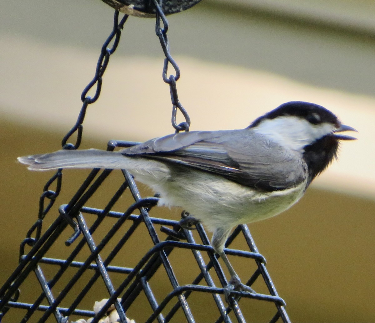 Carolina Chickadee - ML319619721