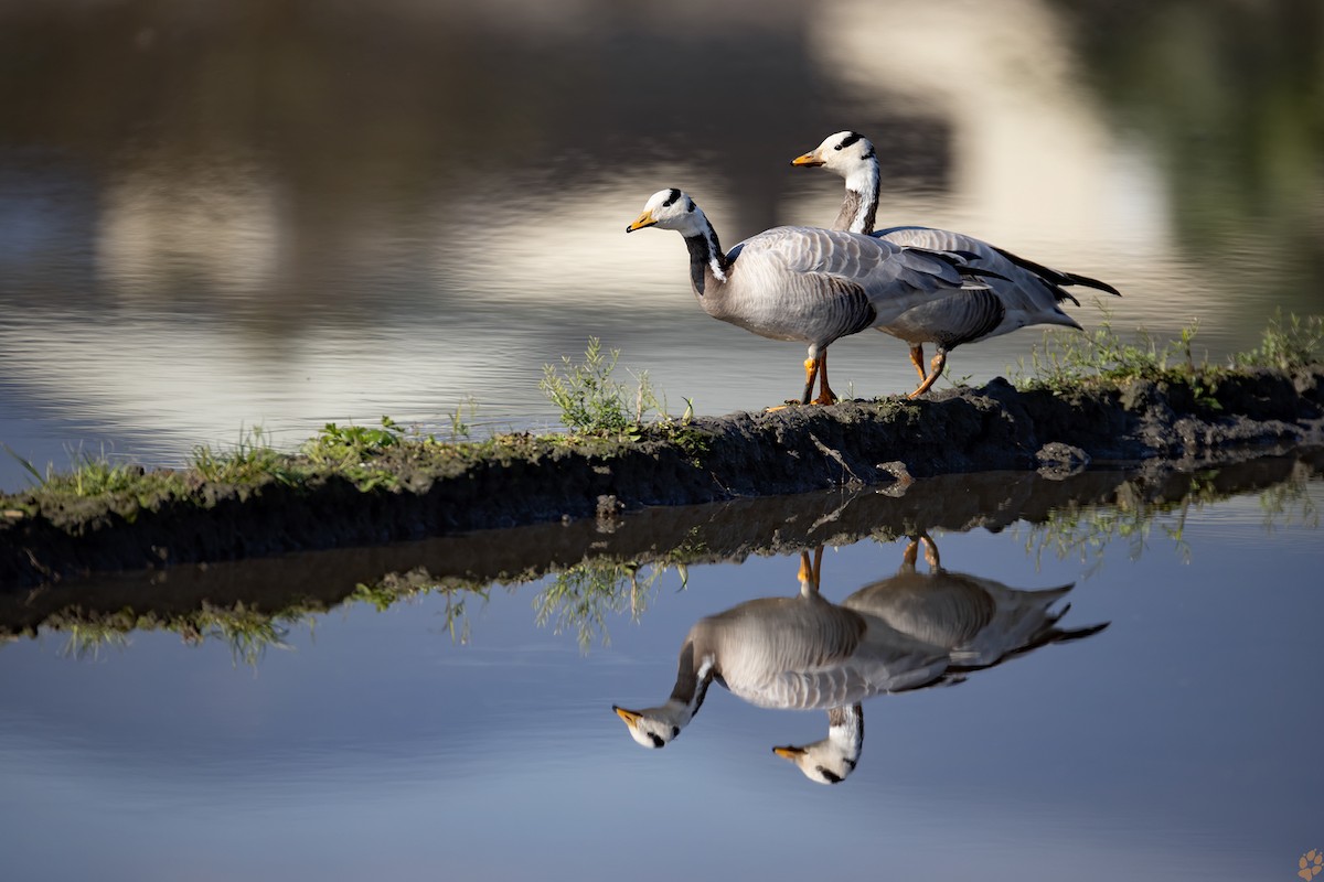 Bar-headed Goose - ML319622951